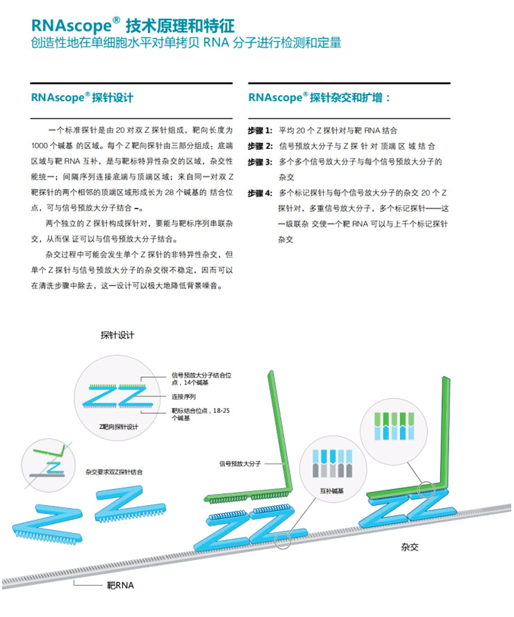 RNAscope检测服务病理实验分析_抗体定制分析_细胞免疫学实验_分子生物学实验_动物实验平台苏州天斯睿生物技术有限公司